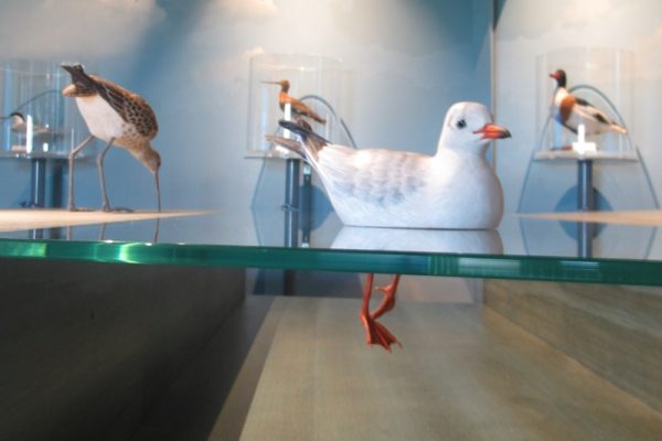 P’tite visite sur les oiseaux de la Baie du Mont Saint-Michel