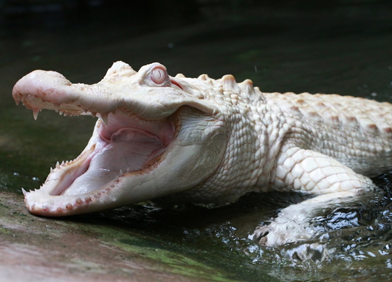 beauvoir-alligator-baie–7-