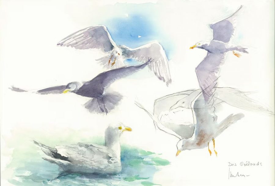 goeland-isabelle-issaverdens