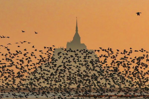 Conférence grand public : La Baie sauvage par le photographe animalier Pascal Percheron