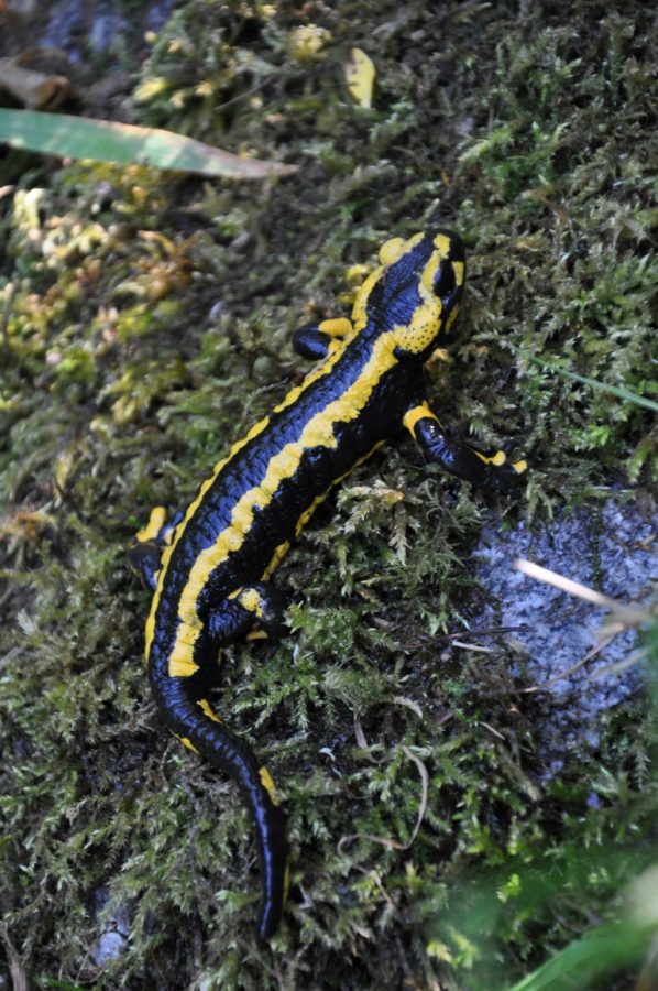salamandre-tachetee-4